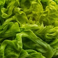 Oct 18 - Lettuce