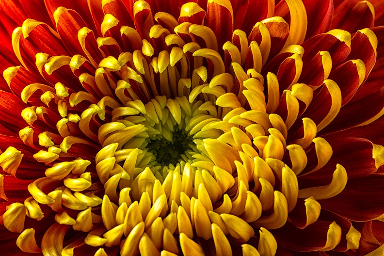 Oct 20 - Chrysanthemum.jpg
