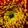 Oct 20 - Chrysanthemum