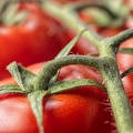 Oct 23 - Tomatoes