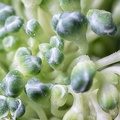 Nov 16 - Broccolli