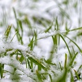 Jan 16 - Grass and snow.jpg