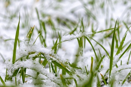 Jan 16 - Grass and snow