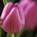 Jan 24 - Tulip.jpg