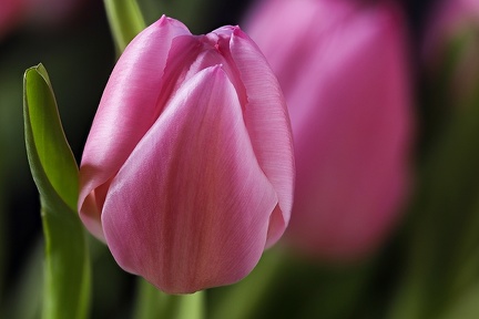 Jan 24 - Tulip