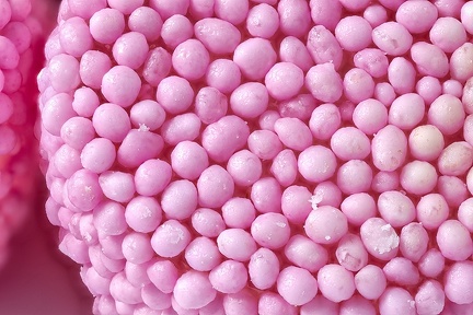 Jan 26 - Pink balls