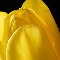 Feb 27 - Yellow.jpg