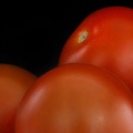 Mar 08 - Tomatoes