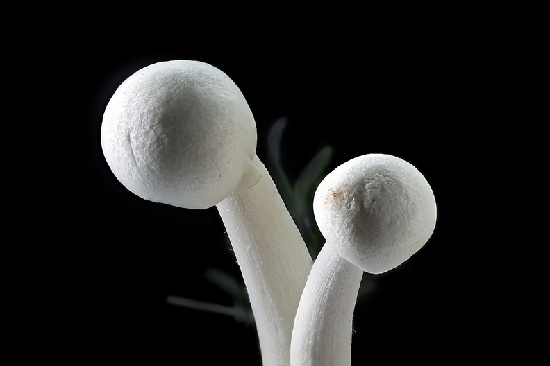 Mar 09 - Mushrooms