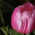 Mar 15 - Tulip