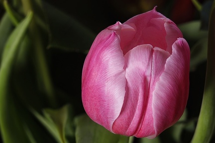 Mar 15 - Tulip