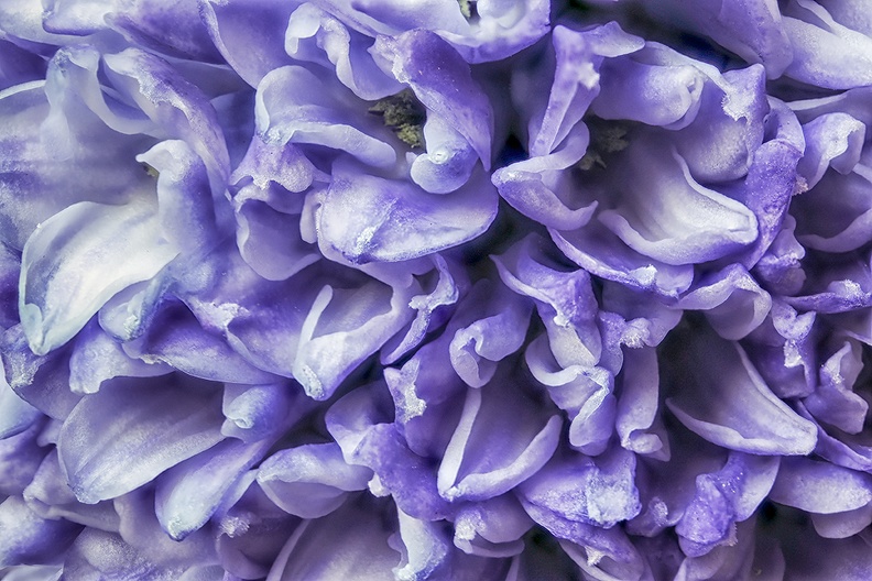 Apr 07 - Purple.jpg