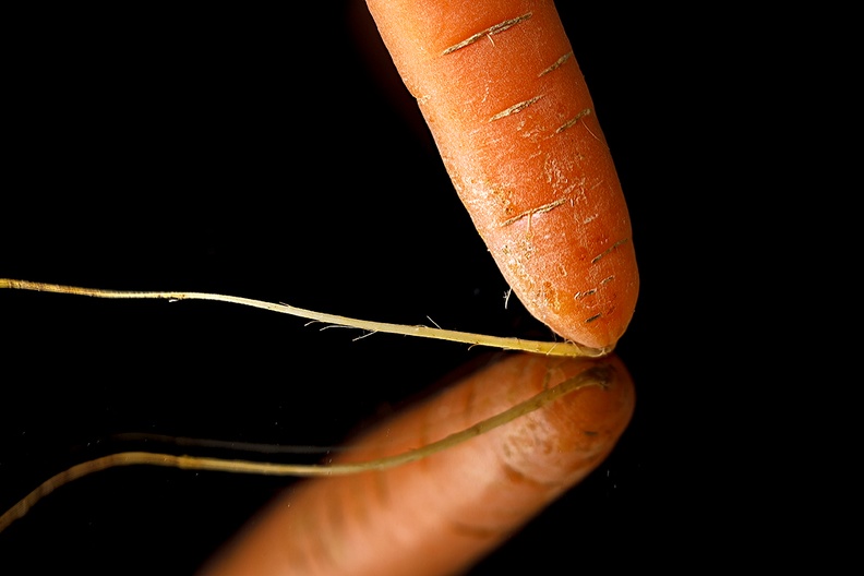 Apr 11 - Carrot.jpg