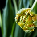 Apr 16 - Peony tulip.jpg