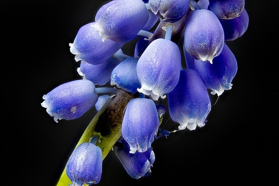 Apr 19 - Grape hyacinth