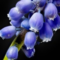 Apr 19 - Grape hyacinth