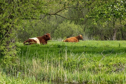May 12 - Cows