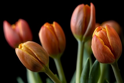 May 18 - Tulips