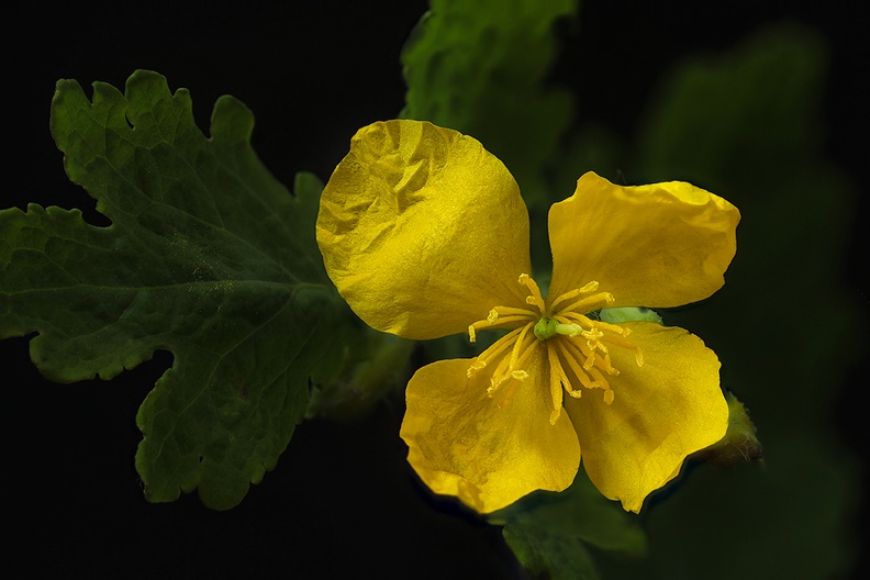 May 28 - Yellow flower
