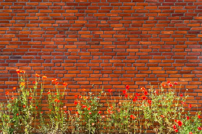 Jun 09 - Poppies and wall.jpg