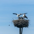 Jun 15 - Nest