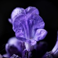 Jun 20 - Lavender.jpg