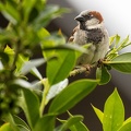 Jun 30 - Sparrow
