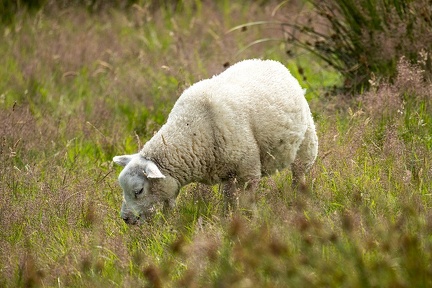 Jul 12 - Sheep