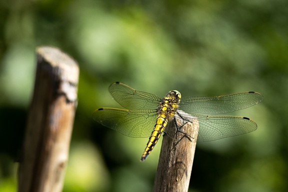 Jul 18 - Dragonfly