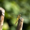 Jul 18 - Dragonfly.jpg