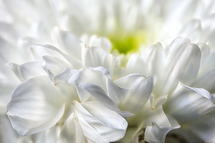 Aug 06 - Chrysanthemum (3)