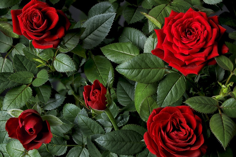 Aug 25 - Red roses.jpg