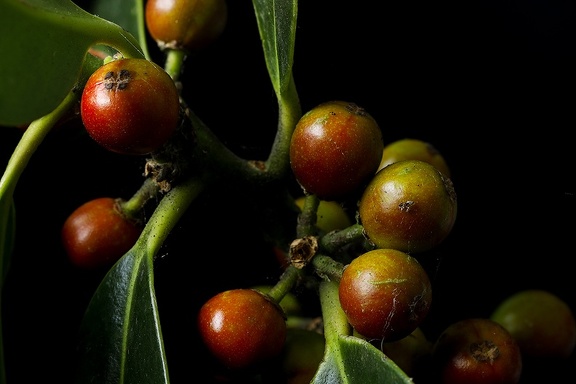 Sep 06 - Berries