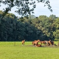 Sep 20 - Horses