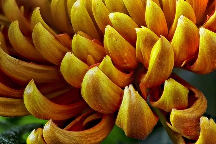 Oct 19 - Chrysanthemum