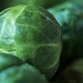 Oct 24 - Sprout.jpg