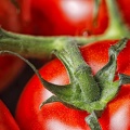 Oct 30 - Tomatoes