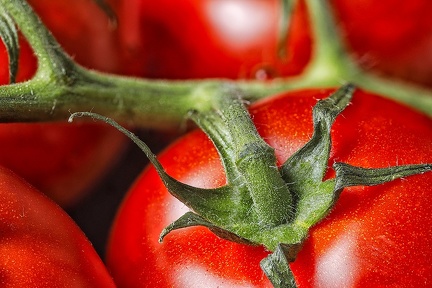 Oct 30 - Tomatoes