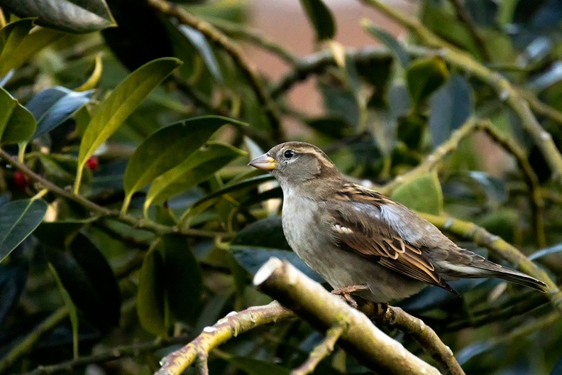 Nov 05 - Sparrow.jpg