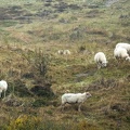 Nov 10 - Sheep.jpg