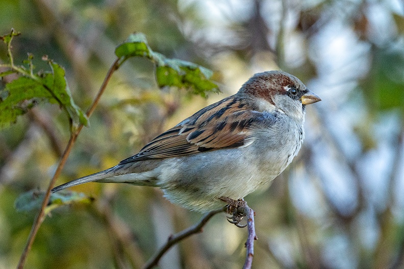 Nov 25 - Sparrow