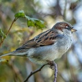 Nov 25 - Sparrow