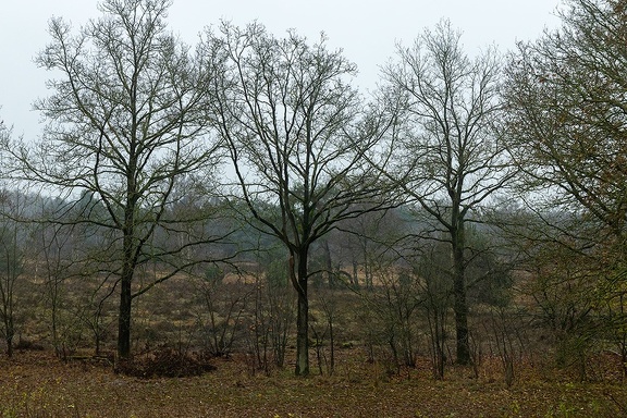 Dec 03 - Trees