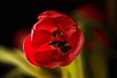 Dec 22 - Tulip