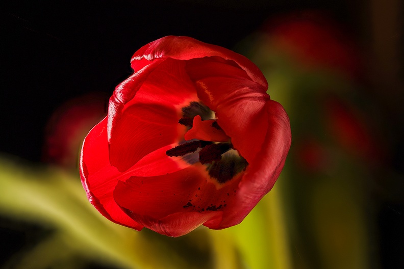 Dec 22 - Tulip.jpg