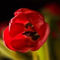 Dec 22 - Tulip.jpg