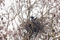 Jan 14 - Nest