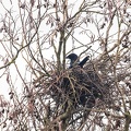 Jan 14 - Nest