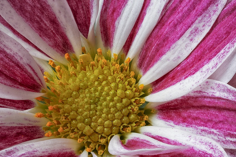 Jan 25 - Chrysanthemum.jpg