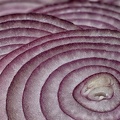 Jan 30 - Onions.jpg